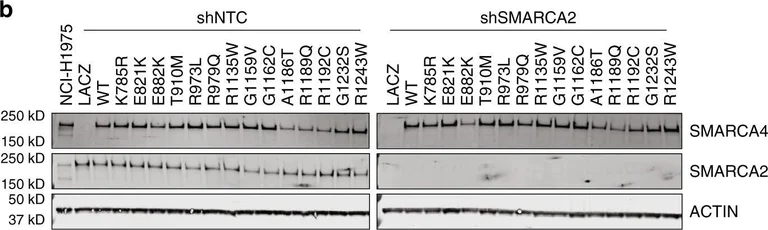 Western blot - Anti-BRG1 antibody [EPNCIR111A] (AB110641)