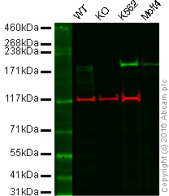 Western blot - Anti-BRG1 antibody [EPNCIR111A] (ab110641), expandable thumbnail