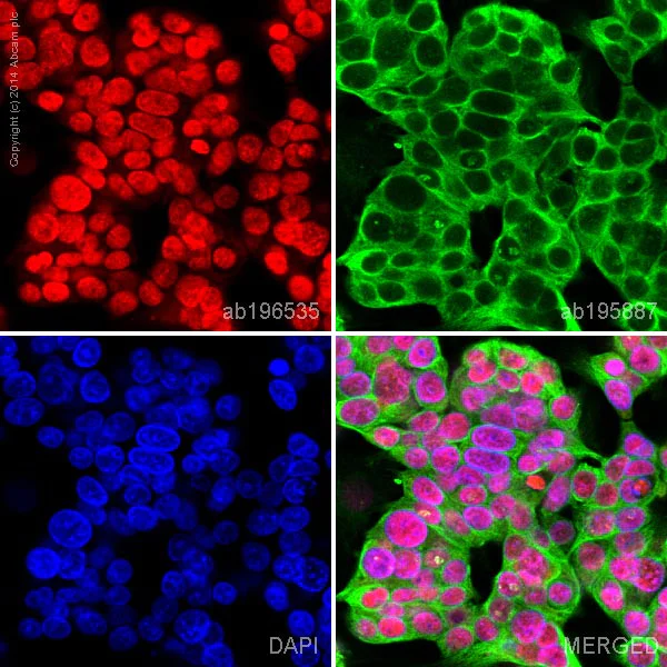Immunocytochemistry/ Immunofluorescence - Anti-BRG1 antibody [EPNCIR111A] - BSA and Azide free (AB215998)