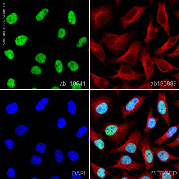 Immunocytochemistry/ Immunofluorescence - Anti-BRG1 antibody [EPNCIR111A] - BSA and Azide free (AB215998)