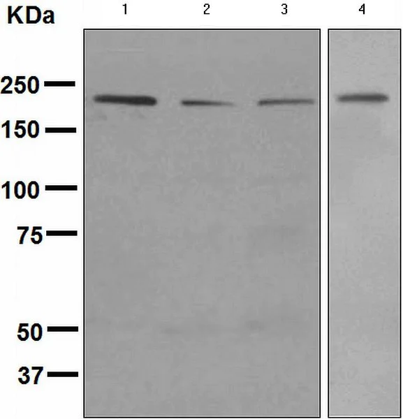 Western blot - Anti-BRG1 antibody [EPNCIR111B] - BSA and Azide free (AB248429)