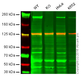 Western blot - Anti-BRG1 antibody [EPNCIR111B] - BSA and Azide free (AB248429)