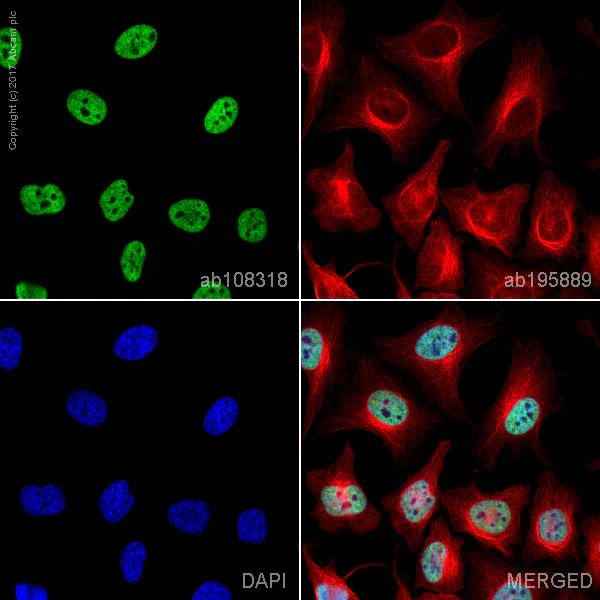 Immunocytochemistry/ Immunofluorescence - Anti-BRG1 antibody [EPR3912] (AB108318)