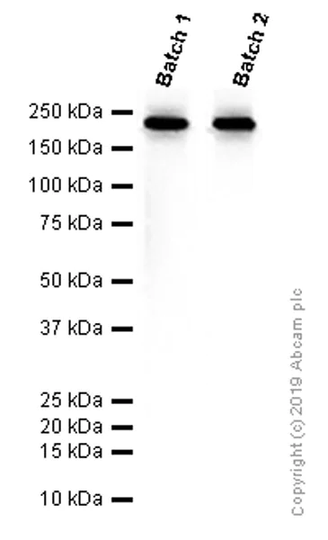Western blot - Anti-BRG1 antibody [EPR3912] (AB108318)