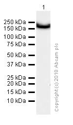 Western blot - Anti-BRG1 antibody [EPR3912] (AB108318)