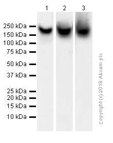 Western blot - Anti-BRG1 antibody [EPR3912] (AB108318)