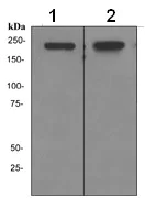 Western blot - Anti-BRG1 antibody [EPR3912] (AB108318)