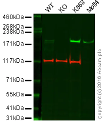 Western blot - Anti-BRG1 antibody [EPR3912] (AB108318)