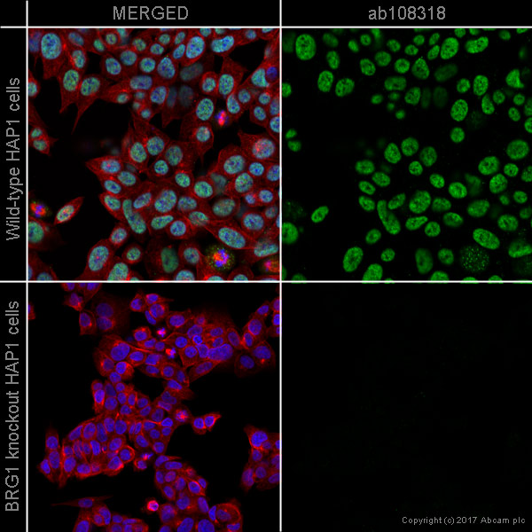 Immunocytochemistry/ Immunofluorescence - Anti-BRG1 antibody [EPR3912] - BSA and Azide free (ab222230), expandable thumbnail