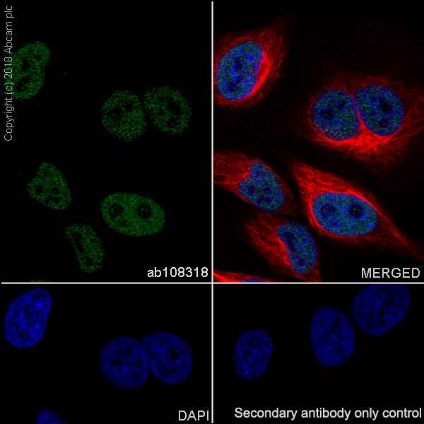 Immunocytochemistry/ Immunofluorescence - Anti-BRG1 antibody [EPR3912] - BSA and Azide free (AB222230), expandable thumbnail