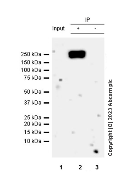 Immunoprecipitation - Anti-BRG1 antibody [EPR3912] - BSA and Azide free (ab222230), expandable thumbnail