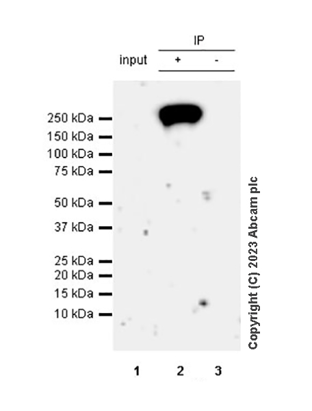 Immunoprecipitation - Anti-BRG1 antibody [EPR3912] - BSA and Azide free (ab222230), expandable thumbnail