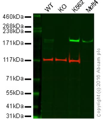 Western blot - Anti-BRG1 antibody [EPR3912] - BSA and Azide free (AB222230), expandable thumbnail
