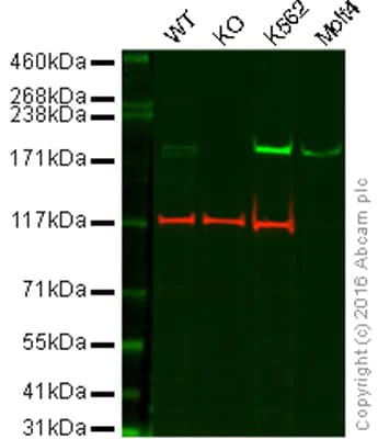 Western blot - Anti-BRG1 antibody [EPR3912] - BSA and Azide free (AB222230)