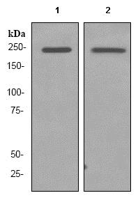Western blot - Anti-BRG1 antibody [EPR3913] (AB92496), expandable thumbnail