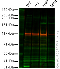 Western blot - Anti-BRG1 antibody [EPR3913] (AB92496), expandable thumbnail