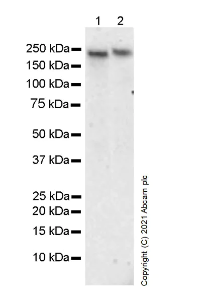 Western blot - Anti-BRG1 antibody [G-SMARCA4-2] - Mouse IgG2a (Chimeric) (AB282705)