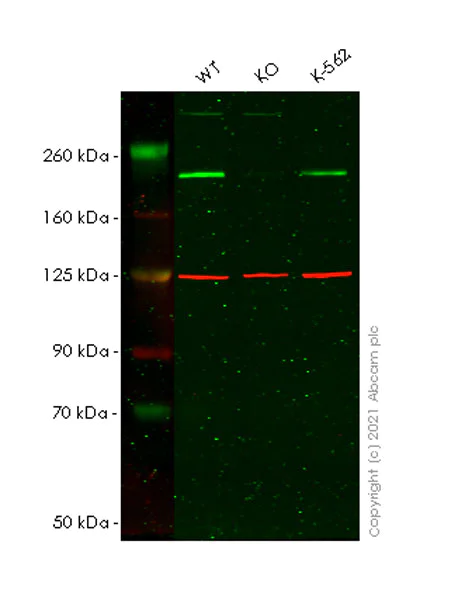Western blot - Anti-BRG1 antibody [G-SMARCA4-2] - Mouse IgG2a (Chimeric) - BSA and Azide free (AB282707)