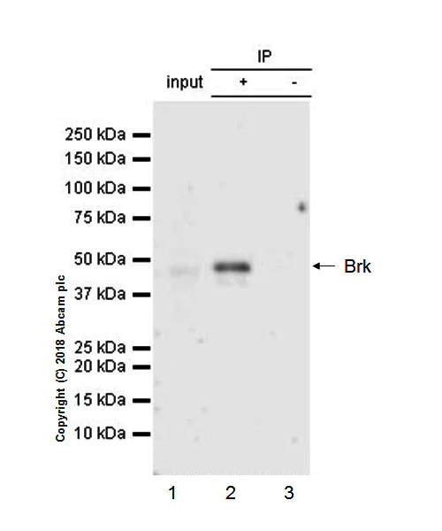 Immunoprecipitation - Anti-Brk/PTK6 antibody [EPR21051-68] - BSA and Azide free (AB234100)