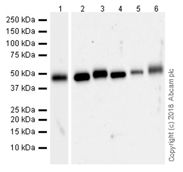 Western blot - Anti-Brk/PTK6 antibody [EPR21051-96] (AB233392)