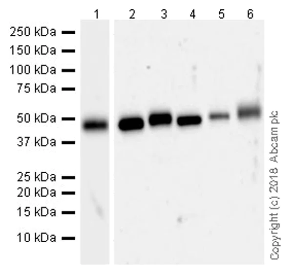 Western blot - Anti-Brk/PTK6 antibody [EPR21051-96] (AB233392)