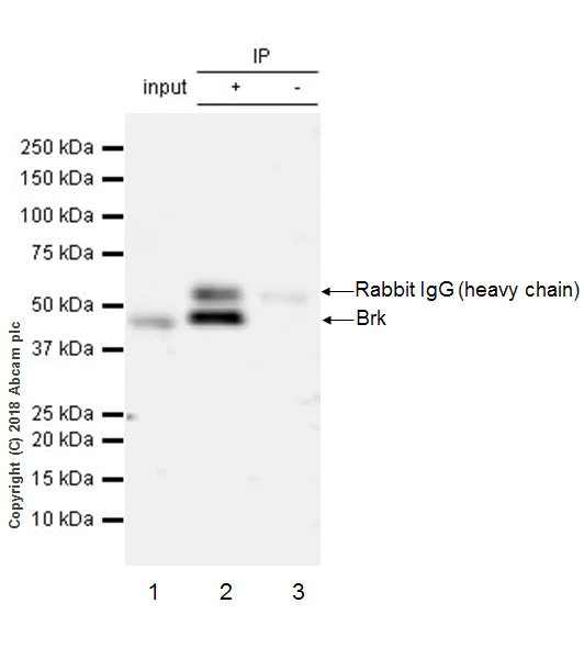Immunoprecipitation - Anti-Brk/PTK6 antibody [EPR21051-96] - BSA and Azide free (AB234102)