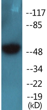 Western blot - Anti-Brk/PTK6 (phospho Y447) antibody (AB138368)