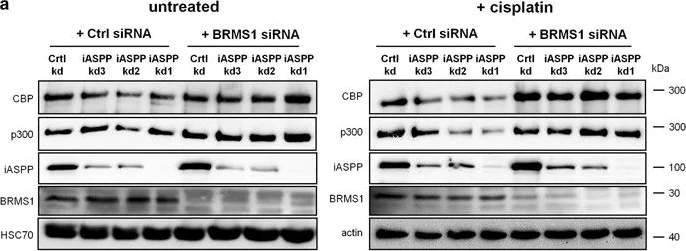 Western blot - Anti-BRMS1 antibody [EPR7202] (AB134968)