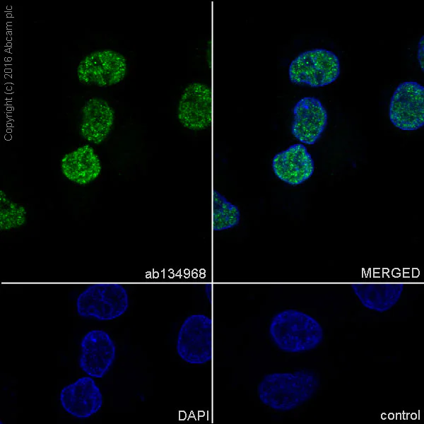 Immunocytochemistry/ Immunofluorescence - Anti-BRMS1 antibody [EPR7202] - BSA and Azide free (AB248760)