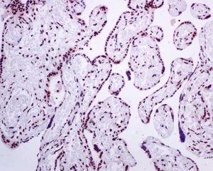 Immunohistochemistry (Formalin/PFA-fixed paraffin-embedded sections) - Anti-BRMS1 antibody [EPR7202] - BSA and Azide free (AB248760)