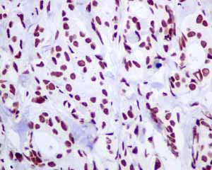 Immunohistochemistry (Formalin/PFA-fixed paraffin-embedded sections) - Anti-BRMS1 antibody [EPR7202] - BSA and Azide free (AB248760)
