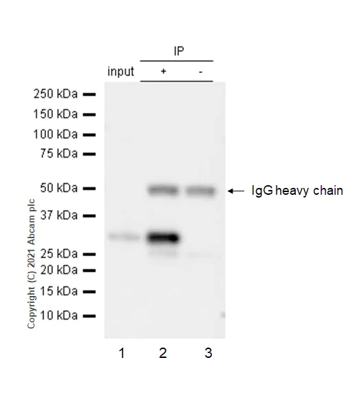 Immunoprecipitation - Anti-BRMS1 antibody [EPR7202] - BSA and Azide free (AB248760)