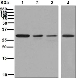 Western blot - Anti-BRMS1 antibody [EPR7202] - BSA and Azide free (AB248760)
