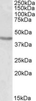 Western blot - Anti-Brn-2 antibody (AB101726), expandable thumbnail