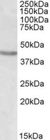 Western blot - Anti-Brn-2 antibody (AB101726)
