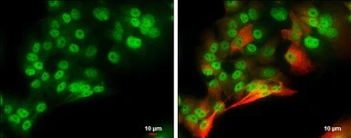 Immunocytochemistry/ Immunofluorescence - Anti-Brn-2 antibody (AB137469)