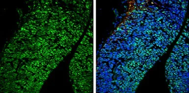 Immunohistochemistry (Frozen sections) - Anti-Brn-2 antibody (AB137469)