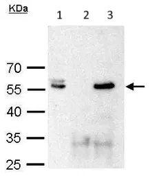 Immunoprecipitation - Anti-Brn-2 antibody (AB137469)