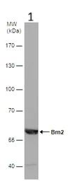 Western blot - Anti-Brn-2 antibody (AB137469)