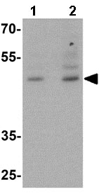Western blot - Anti-Brn-2 antibody (AB139734), expandable thumbnail