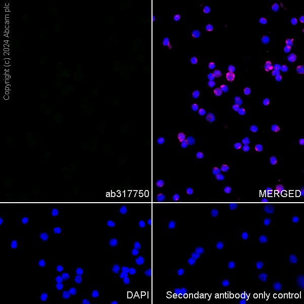 Immunocytochemistry/ Immunofluorescence - Anti-Brn-2 antibody [EPR29141-41] (AB317750), expandable thumbnail