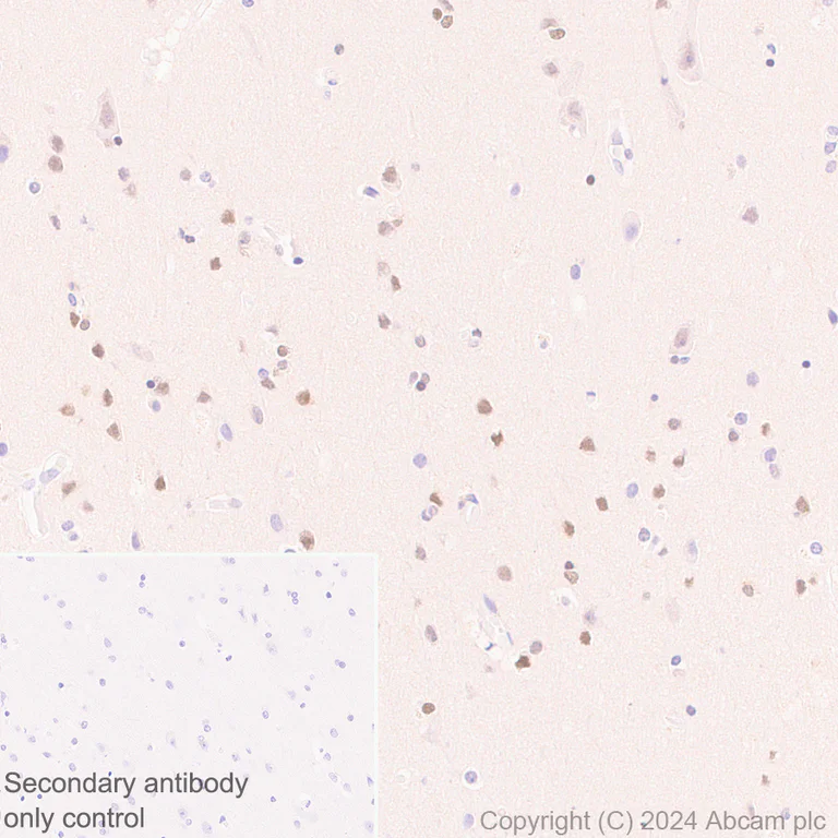 Immunohistochemistry (Formalin/PFA-fixed paraffin-embedded sections) - Anti-Brn-2 antibody [EPR29141-41] (AB317750)