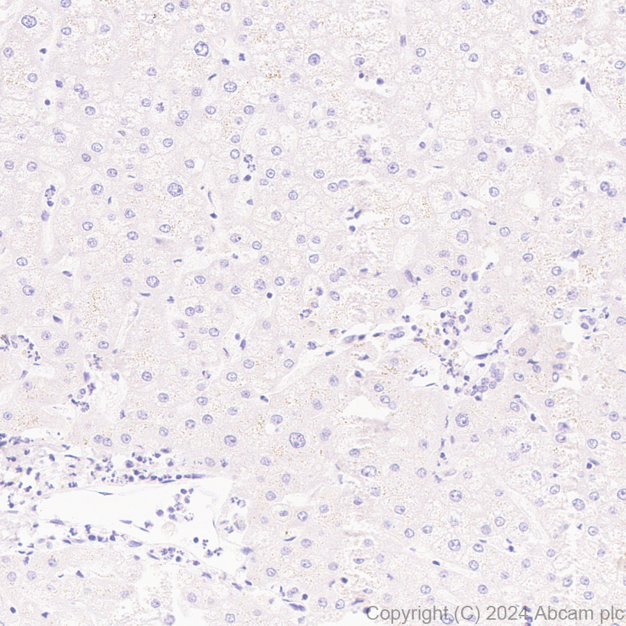 Immunohistochemistry (Formalin/PFA-fixed paraffin-embedded sections) - Anti-Brn-2 antibody [EPR29141-41] (ab317750), expandable thumbnail