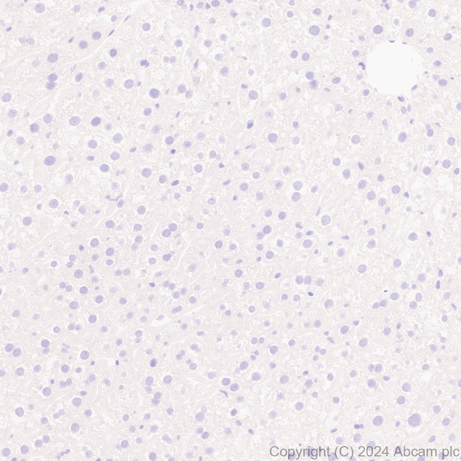 Immunohistochemistry (Formalin/PFA-fixed paraffin-embedded sections) - Anti-Brn-2 antibody [EPR29141-41] (ab317750), expandable thumbnail