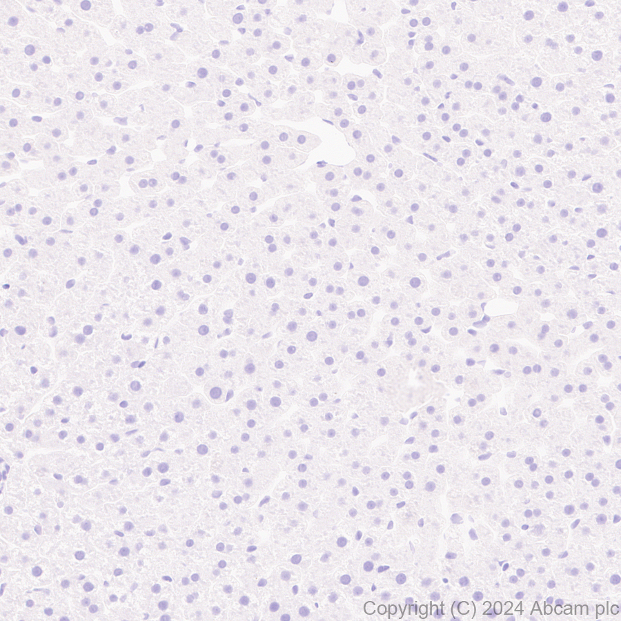 Immunohistochemistry (Formalin/PFA-fixed paraffin-embedded sections) - Anti-Brn-2 antibody [EPR29141-41] (ab317750), expandable thumbnail