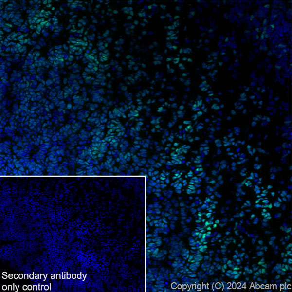 Immunohistochemistry (Frozen sections) - Anti-Brn-2 antibody [EPR29141-41] (ab317750), expandable thumbnail