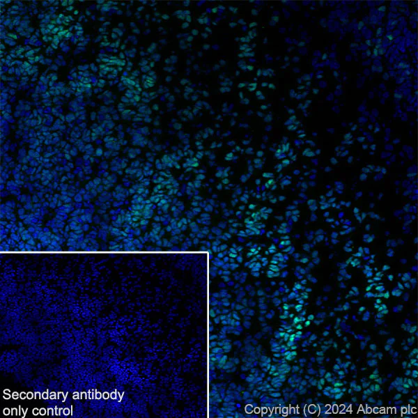Immunohistochemistry (Frozen sections) - Anti-Brn-2 antibody [EPR29141-41] (AB317750)