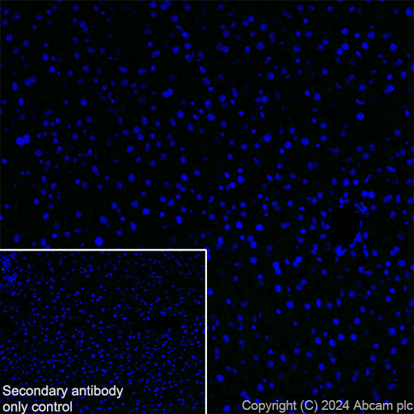 Immunohistochemistry (Frozen sections) - Anti-Brn-2 antibody [EPR29141-41] (ab317750), expandable thumbnail