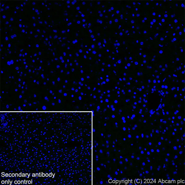 Immunohistochemistry (Frozen sections) - Anti-Brn-2 antibody [EPR29141-41] (AB317750)