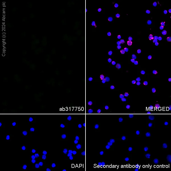 Immunocytochemistry/ Immunofluorescence - Anti-Brn-2 antibody [EPR29141-41] - BSA and Azide free (AB317751)